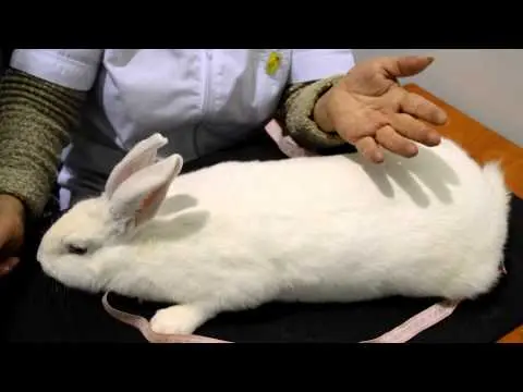 Rabbit white giant: description of the breed, characteristics + photo 