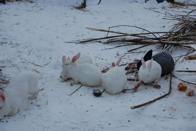 Rabbit white giant: description of the breed, characteristics + photo 