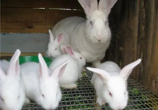 Rabbit white giant: description of the breed, characteristics + photo 