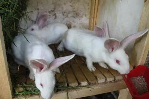 Rabbit white giant: description of the breed, characteristics + photo 