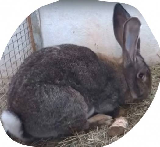 Rabbits Flanders: breeding and keeping at home