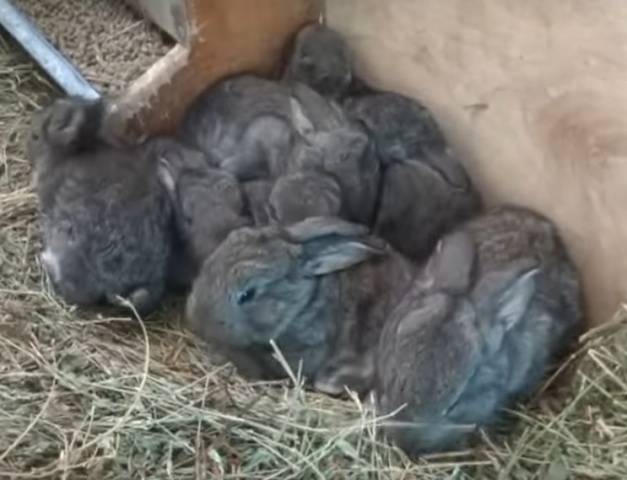 Rabbits Flanders: breeding and keeping at home