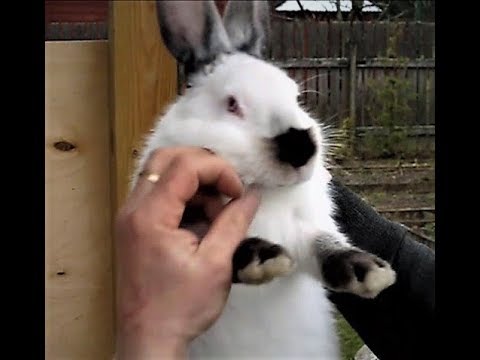 Rabbits Flanders: breeding and keeping at home