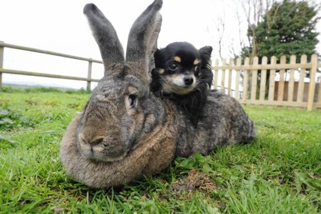 Rabbits Flanders: breeding and keeping at home