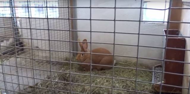 Rabbits Flanders: breeding and keeping at home