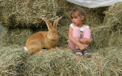 Rabbits Flanders: breeding and keeping at home