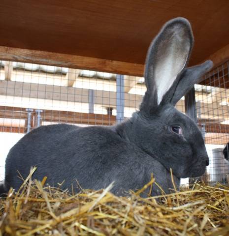 Rabbits Risen: characteristics, description + photo