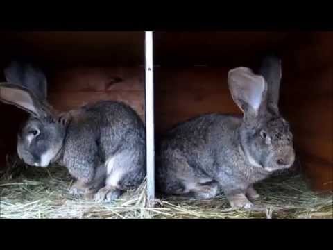 Rabbits Risen: characteristics, description + photo