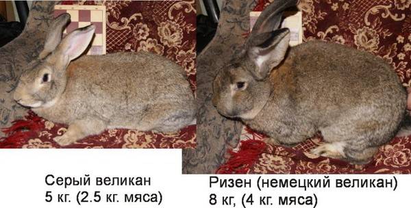 Rabbits Risen: characteristics, description + photo