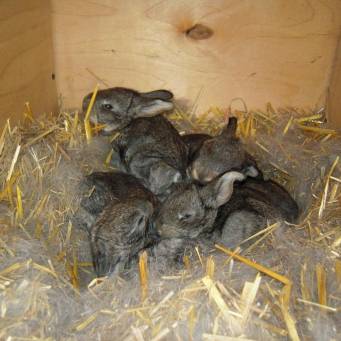 Rabbits Risen: characteristics, description + photo