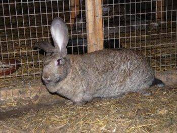 Rabbits Risen: characteristics, description + photo