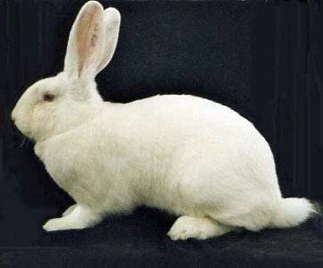 Rabbits Risen: characteristics, description + photo