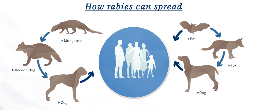 Rabies in humans and animals &#8211; symptoms, treatment