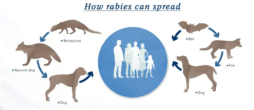 Rabies in humans and animals &#8211; symptoms, treatment