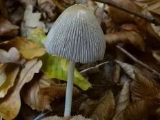 Radiant dung beetle (Coprinellus radians) photo and description