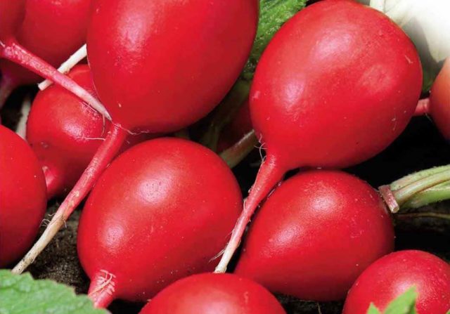 Radish Champion: description and photo, reviews