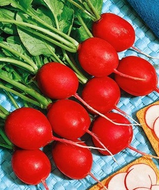 Radish Champion: description and photo, reviews