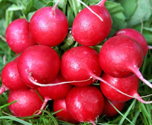 Radish Cherriet: hybrid description, characteristics