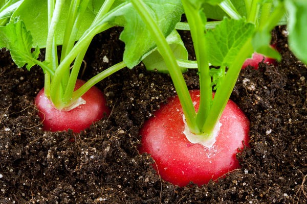 Radish Cherriet: hybrid description, characteristics