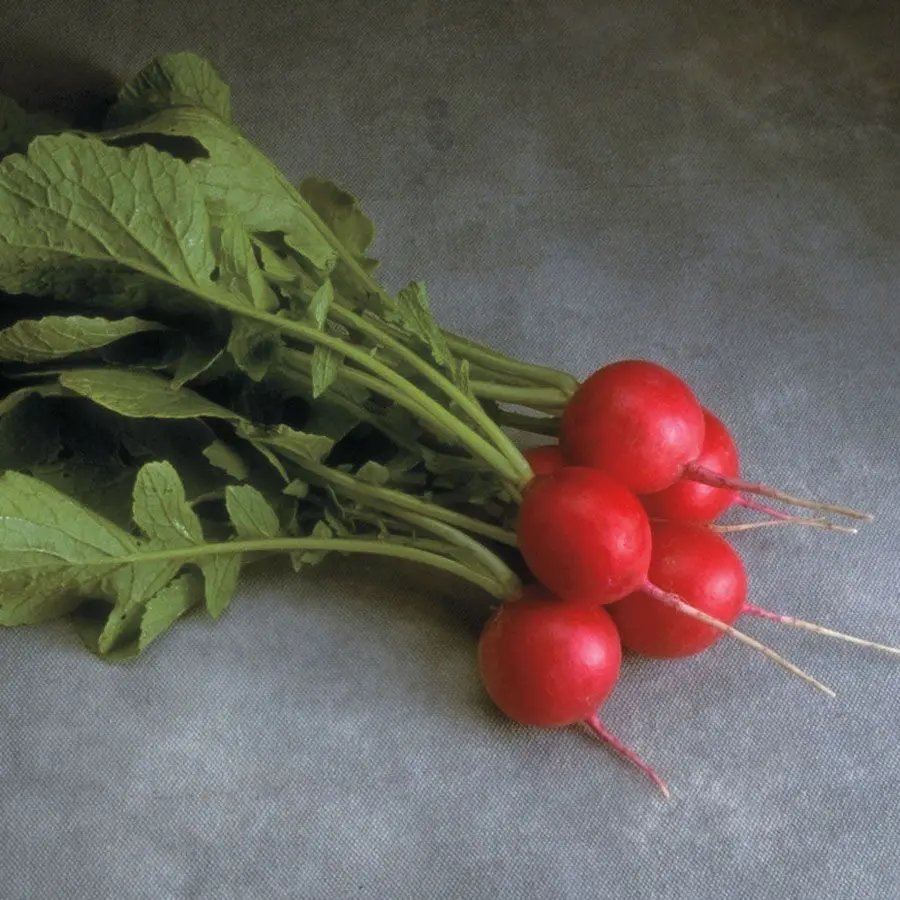 Radish Cherriet: hybrid description, characteristics