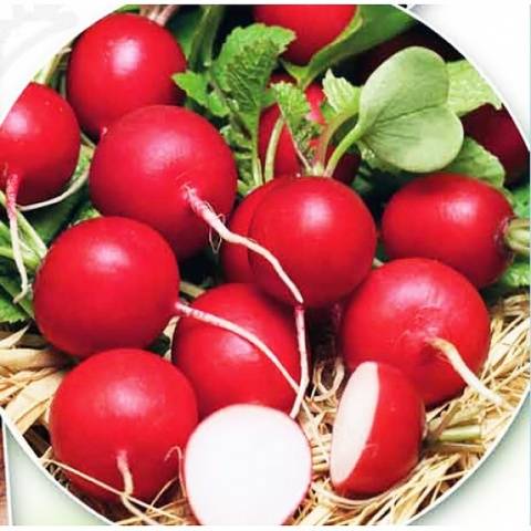 Radish Cherryat F1