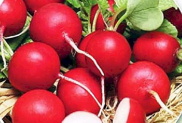 Radish Cherryat F1