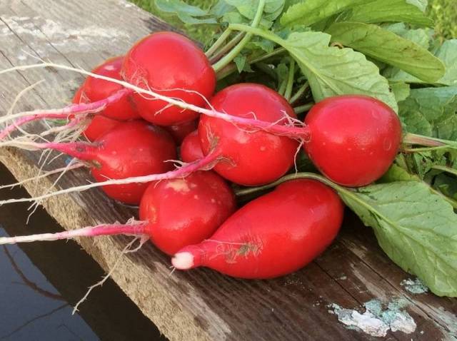 Radish Cherryat F1