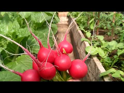 Radish Cherryat F1