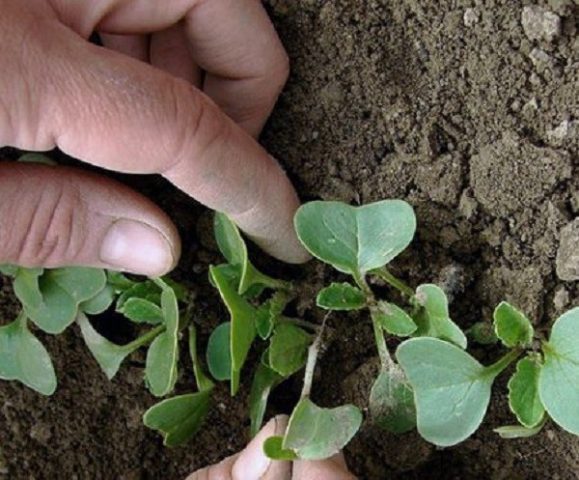 Radish (Chinese) Margelan: planting and care, planting dates