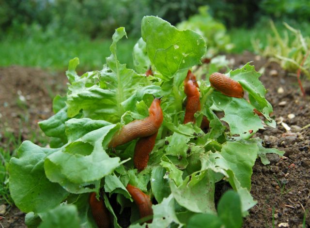 Radish (Chinese) Margelan: planting and care, planting dates