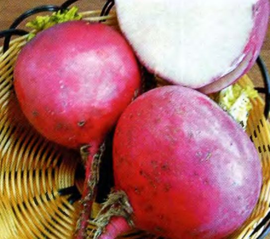 Radish (Chinese) Margelan: planting and care, planting dates