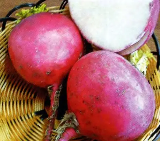 Radish (Chinese) Margelan: planting and care, planting dates