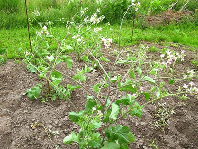 Radish (Chinese) Margelan: planting and care, planting dates