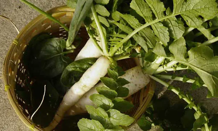 Radish (Chinese) Margelan: planting and care, planting dates