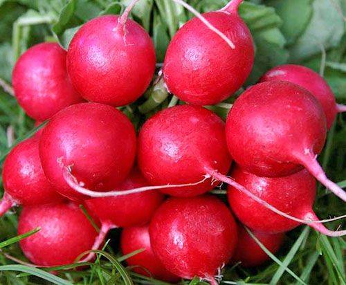 Radish Dabel F1