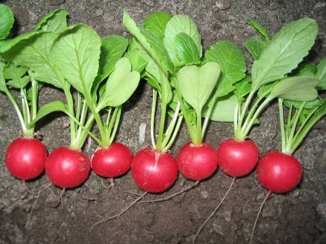 Radish Dabel F1