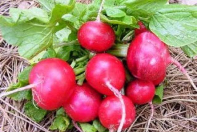 Radish Dabel F1