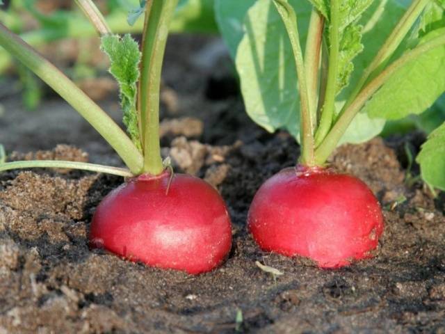 Radish Dabel F1