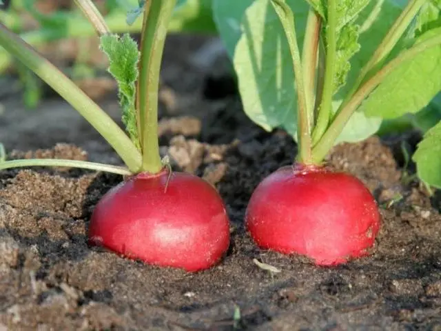 Radish Dabel F1