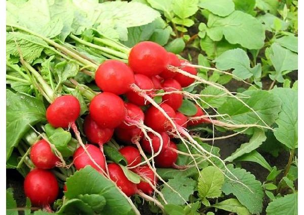 Radish Dabel F1