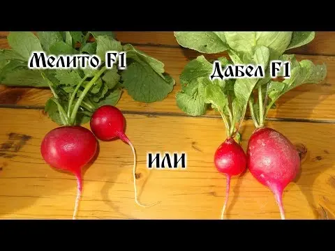 Radish Dabel F1