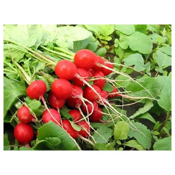 Radish Dabel F1