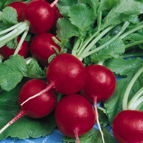 Radish Diego F1: description, photo, reviews