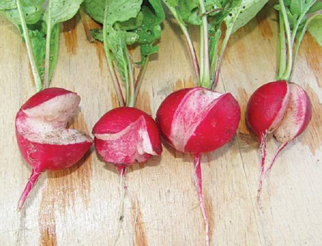 Radish Duro Krasnodar