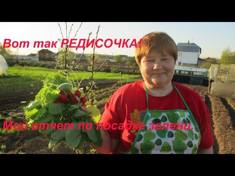 Radish Duro Krasnodar