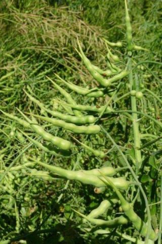 Radish green (Javanese): description, reviews, photo