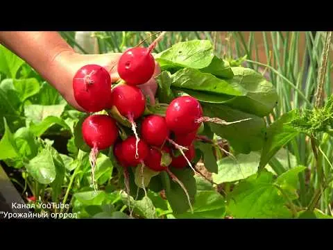 Radish green (Javanese): description, reviews, photo