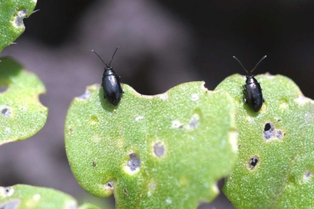 Radish leaves in a hole: what to do, how to process, photo, preventive measures