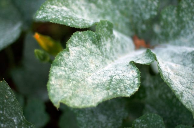 Radish leaves in a hole: what to do, how to process, photo, preventive measures