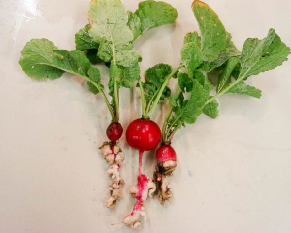 Radish leaves in a hole: what to do, how to process, photo, preventive measures